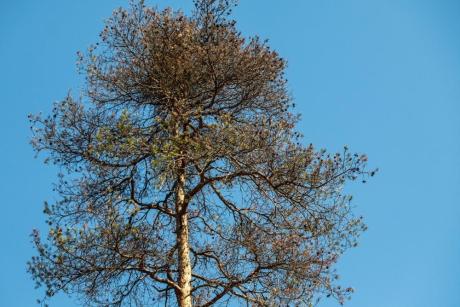 Chojnowscy leśnicy alarmują : sosny masowo zamierają